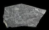 Fossil Seed Fern Plate - Pennsylvania #32711-1
